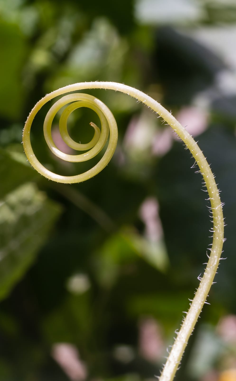 Cucumber thumbnail 3