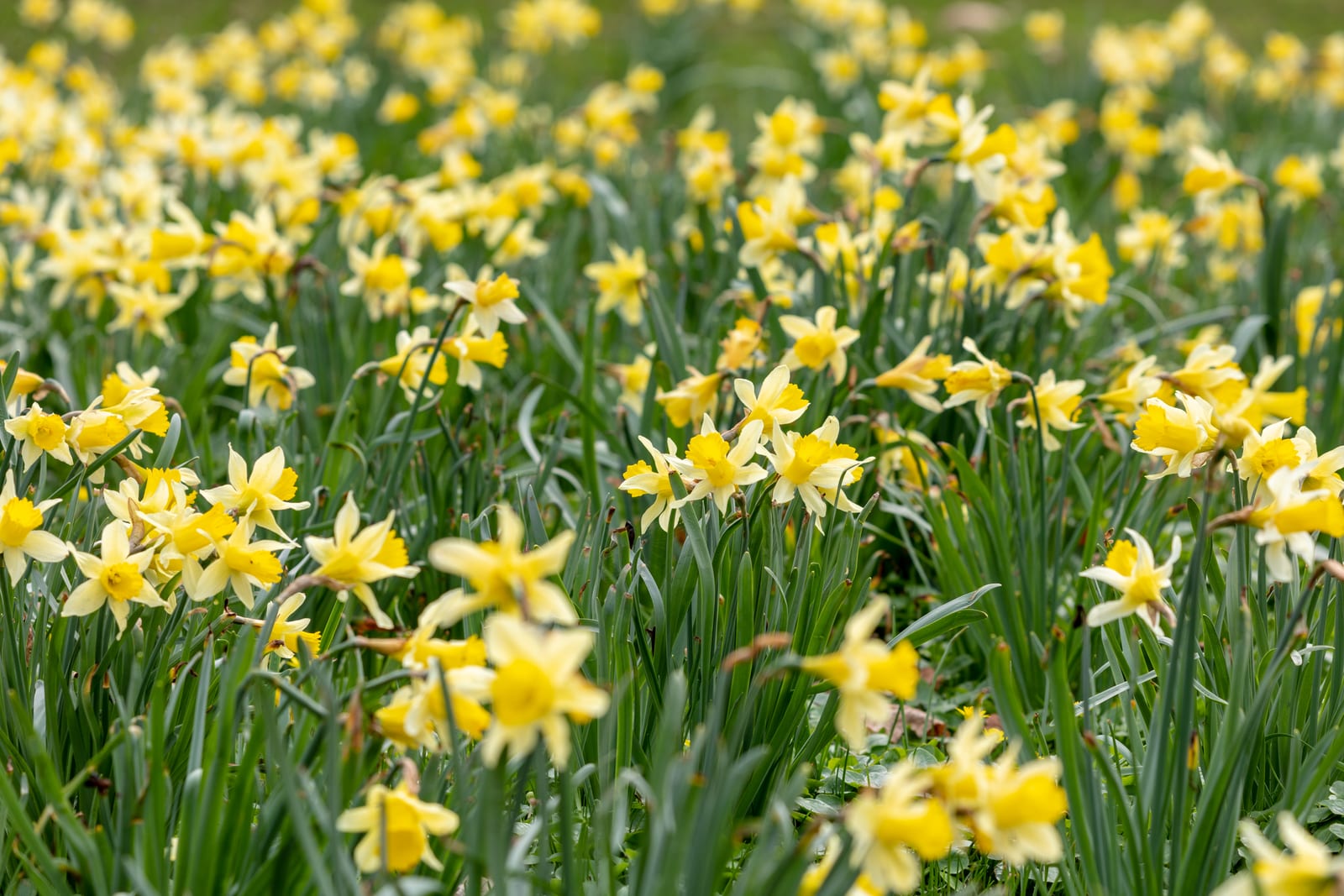 Daffodil thumbnail 2