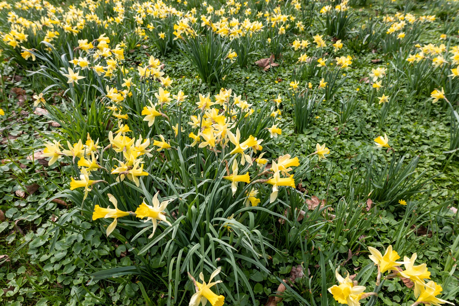 Daffodil thumbnail 4