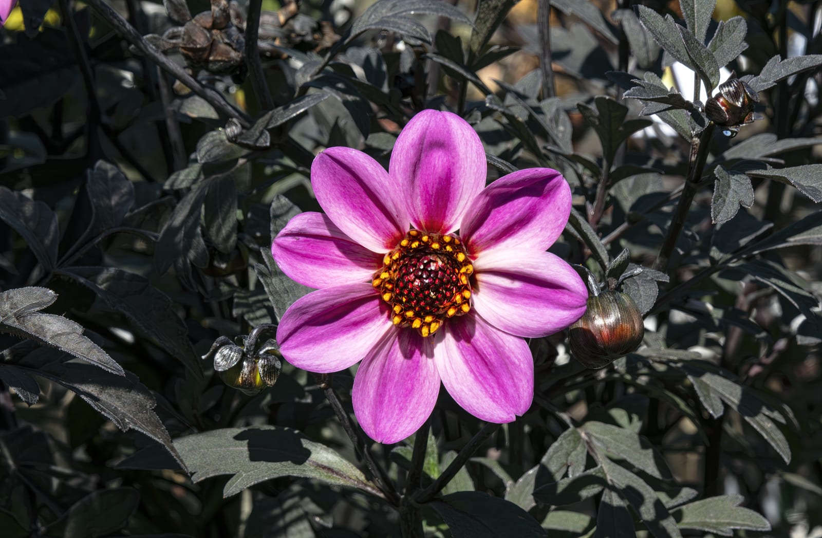 Dahlia thumbnail 2