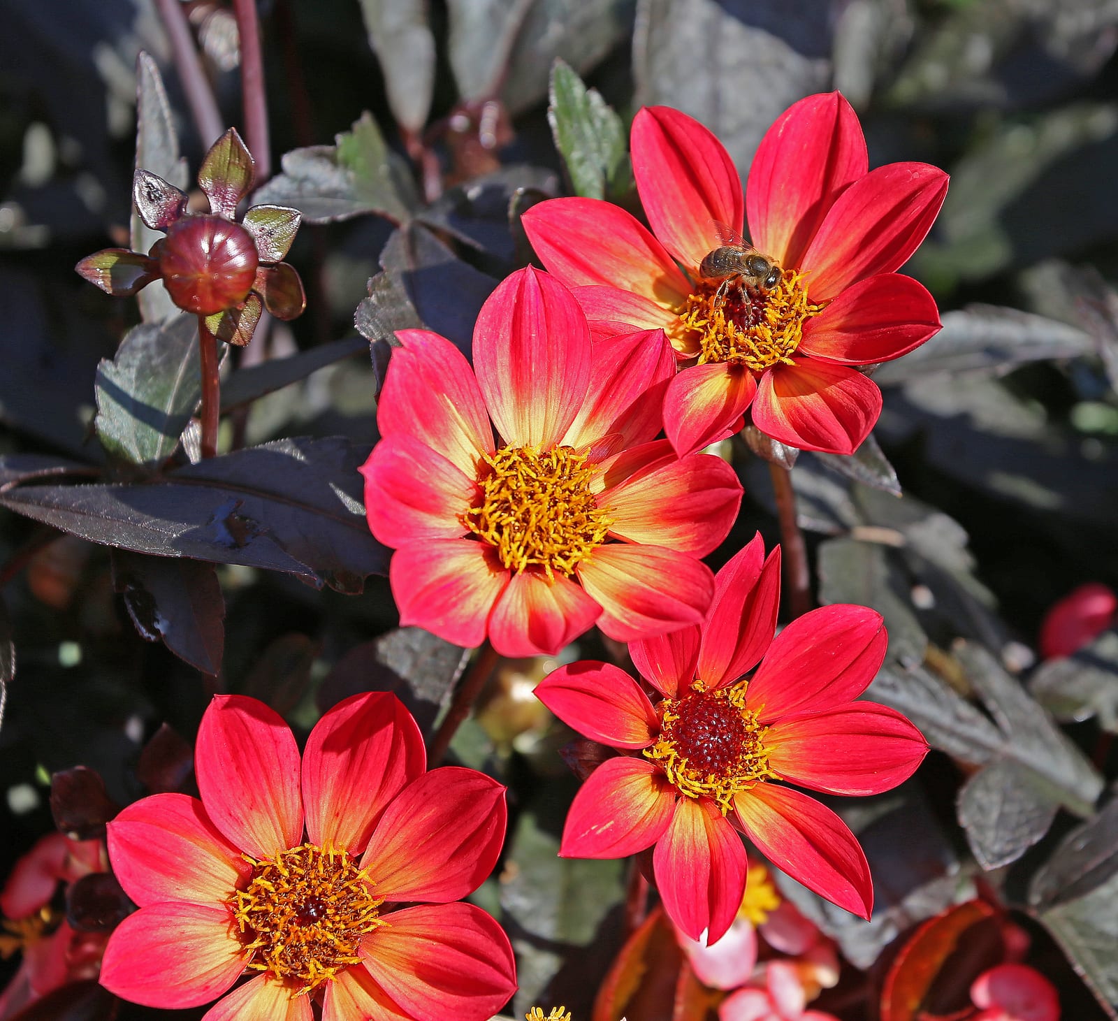 Dahlia thumbnail 3