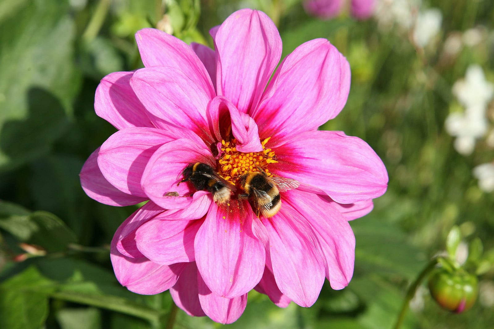 Dahlia thumbnail 4