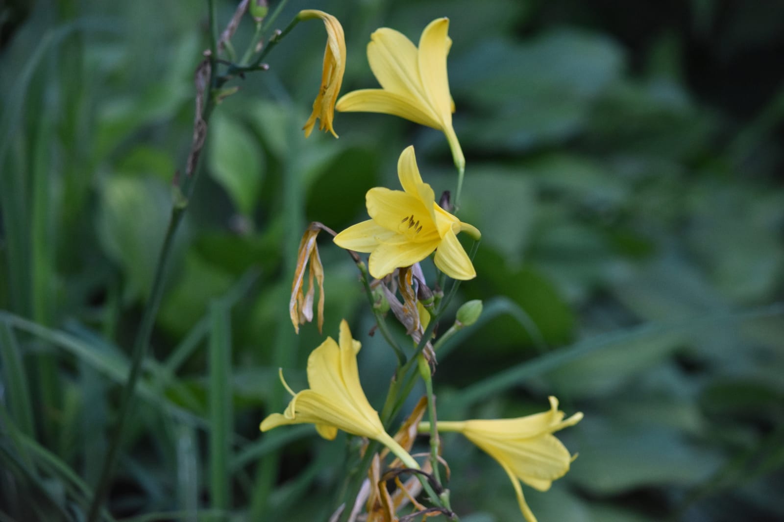 Daylily thumbnail 4