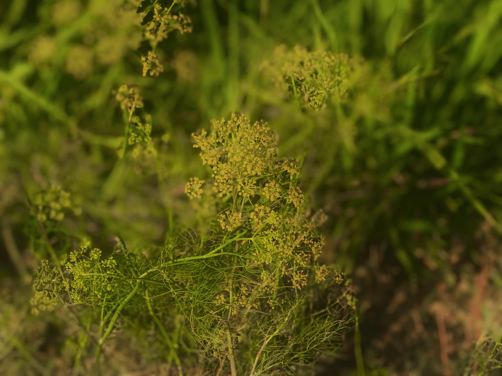 Dill thumbnail 2