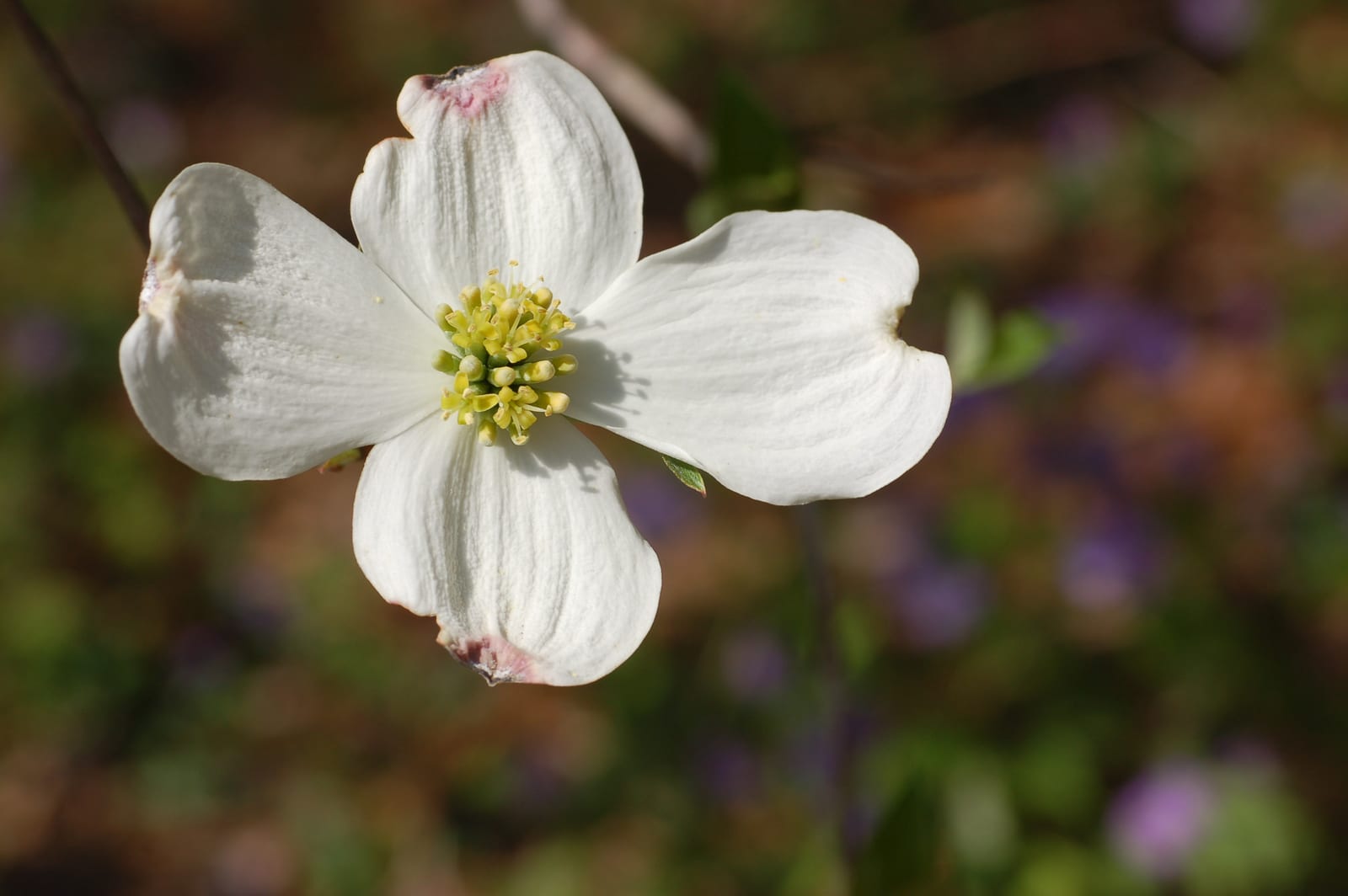 Dogwood thumbnail 3