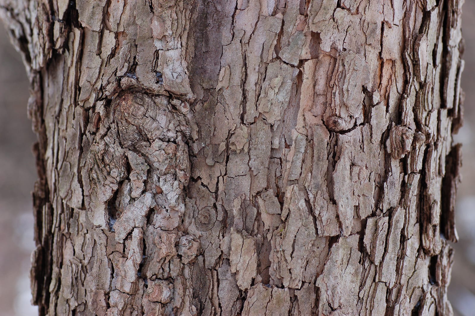 Dogwood thumbnail 4