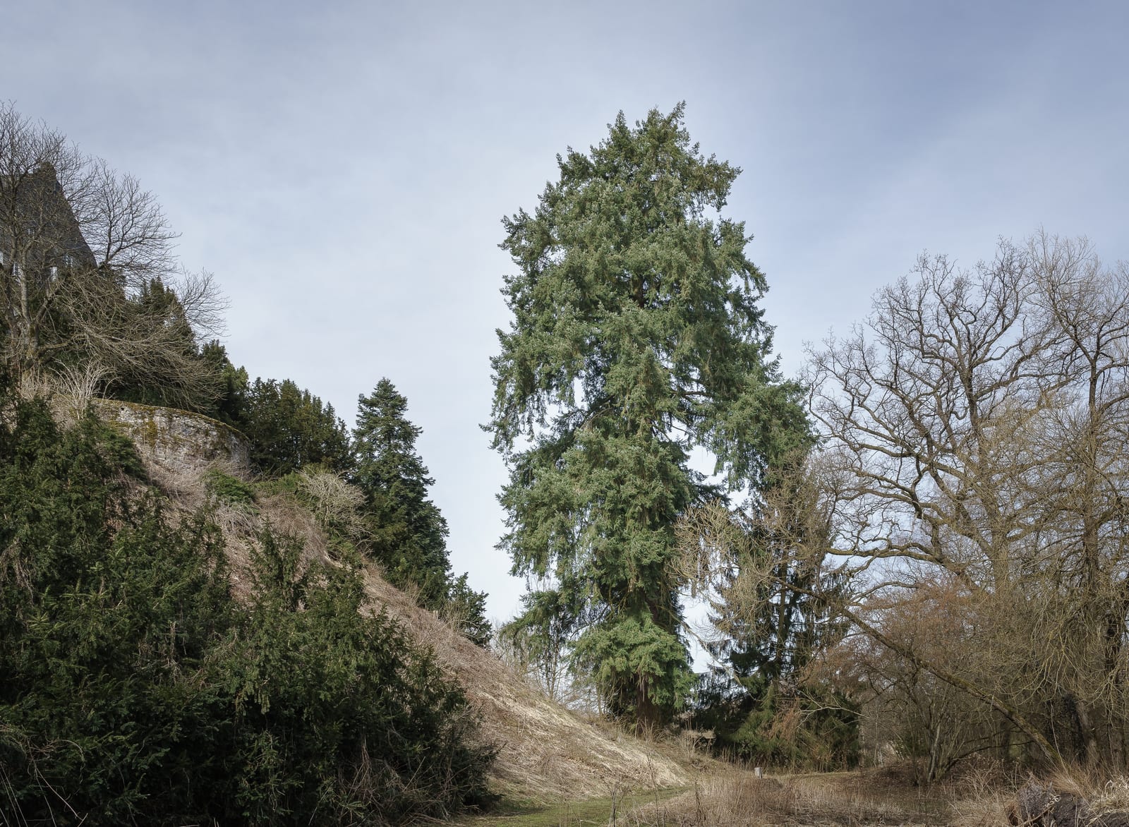 Douglas Fir