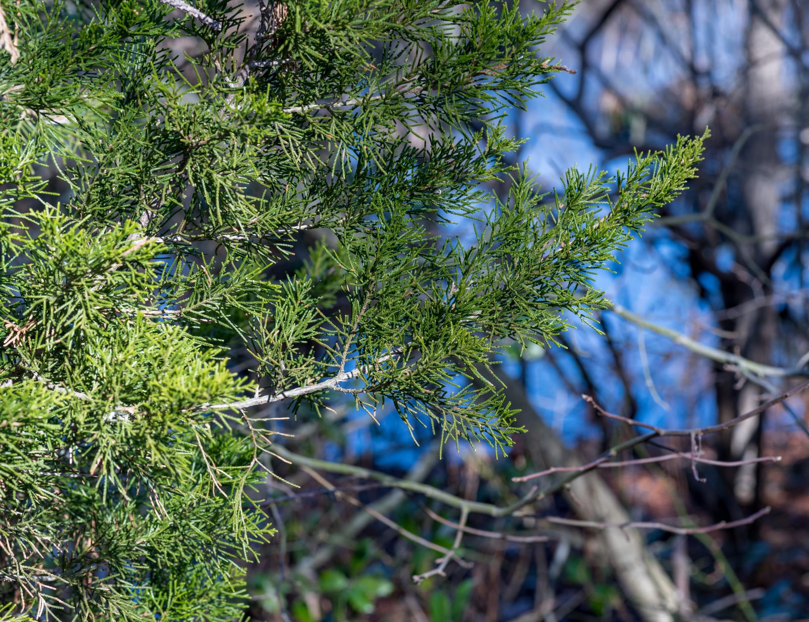 Eastern Red Cedar thumbnail 2
