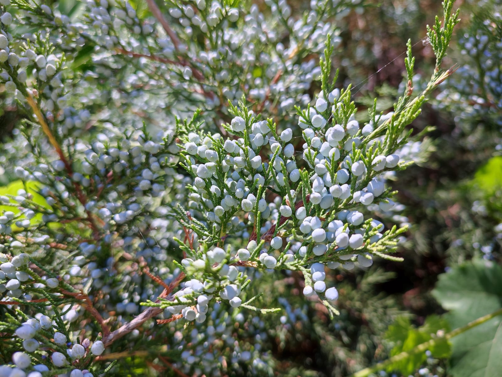 Eastern Red Cedar thumbnail 4