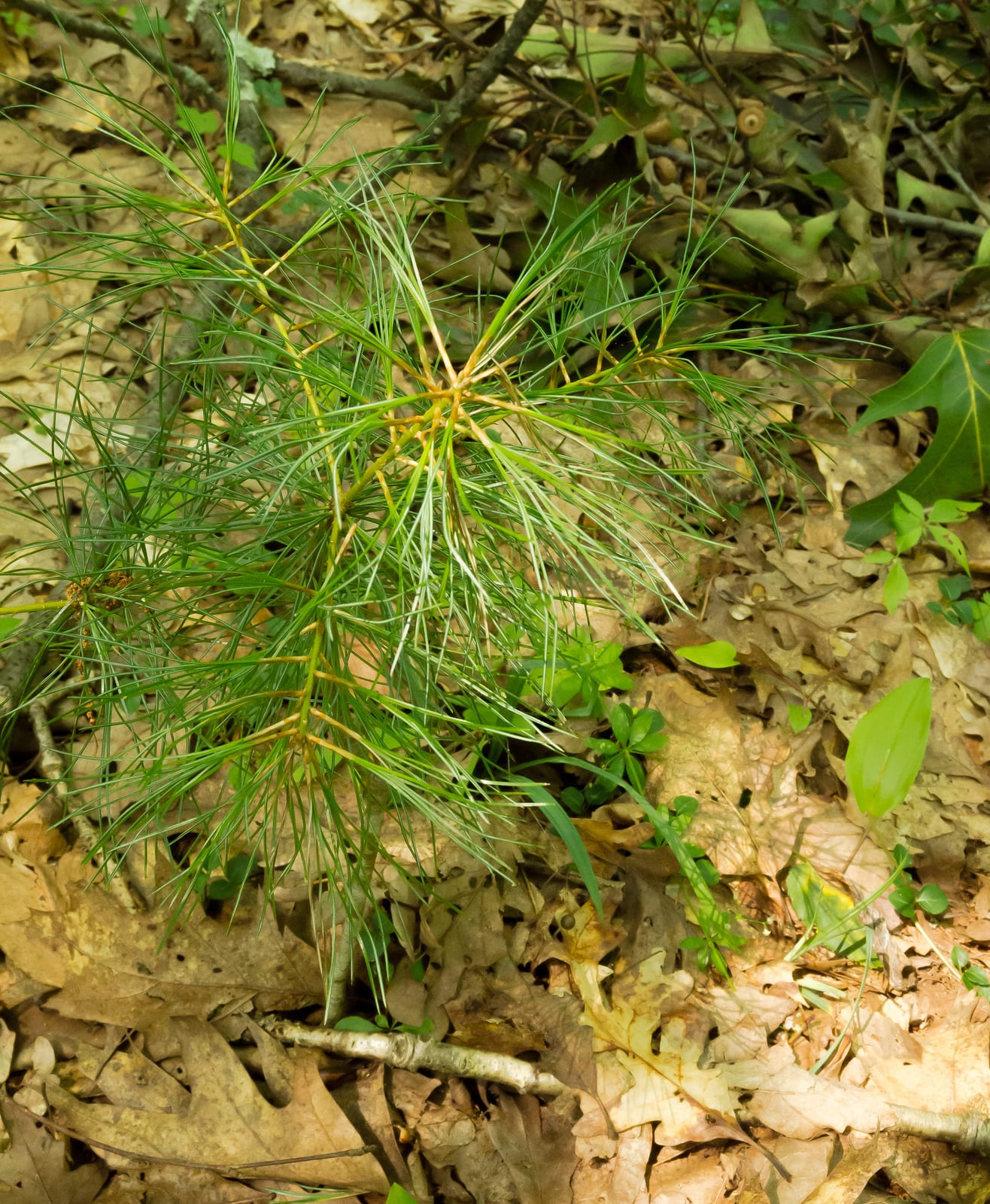 Eastern White Pine thumbnail 3