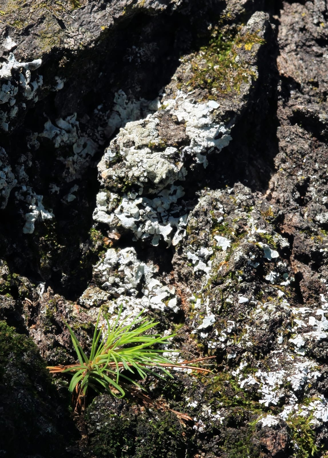 Eastern White Pine thumbnail 4