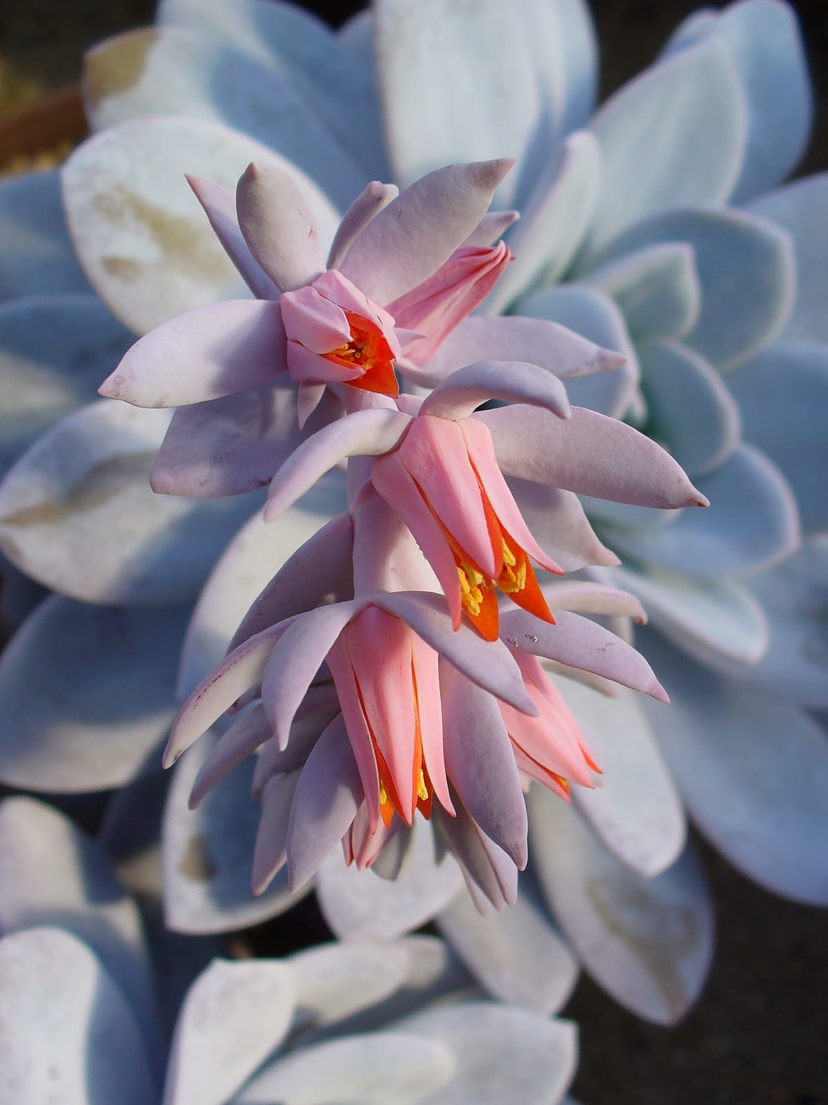 Echeveria