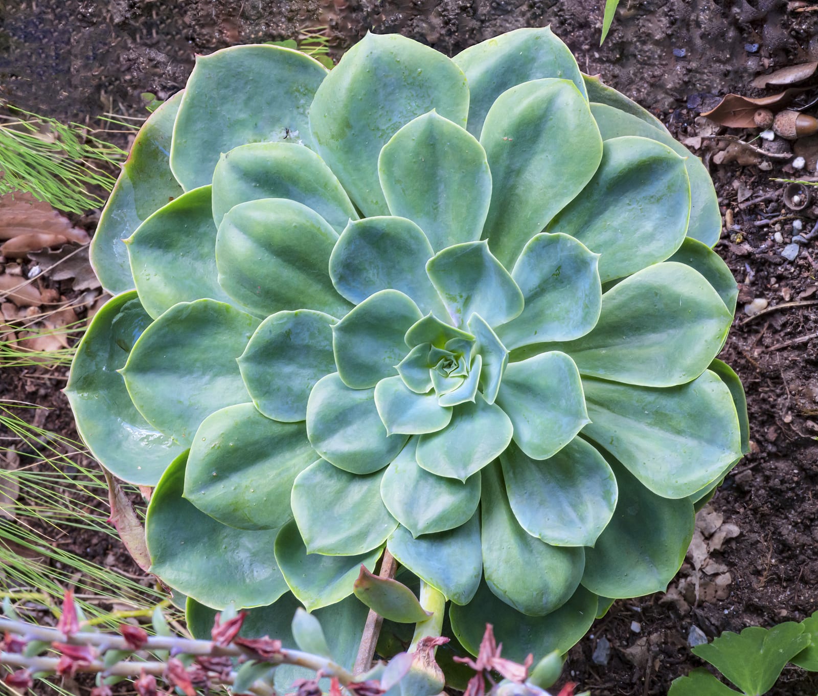 Echeveria thumbnail 2