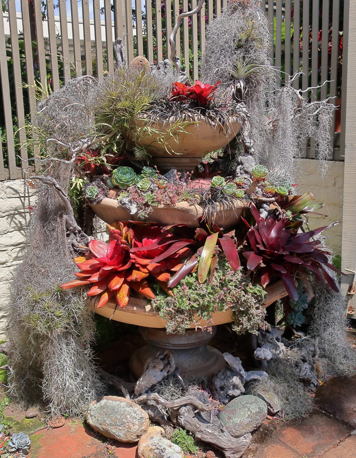 Echeveria thumbnail 3