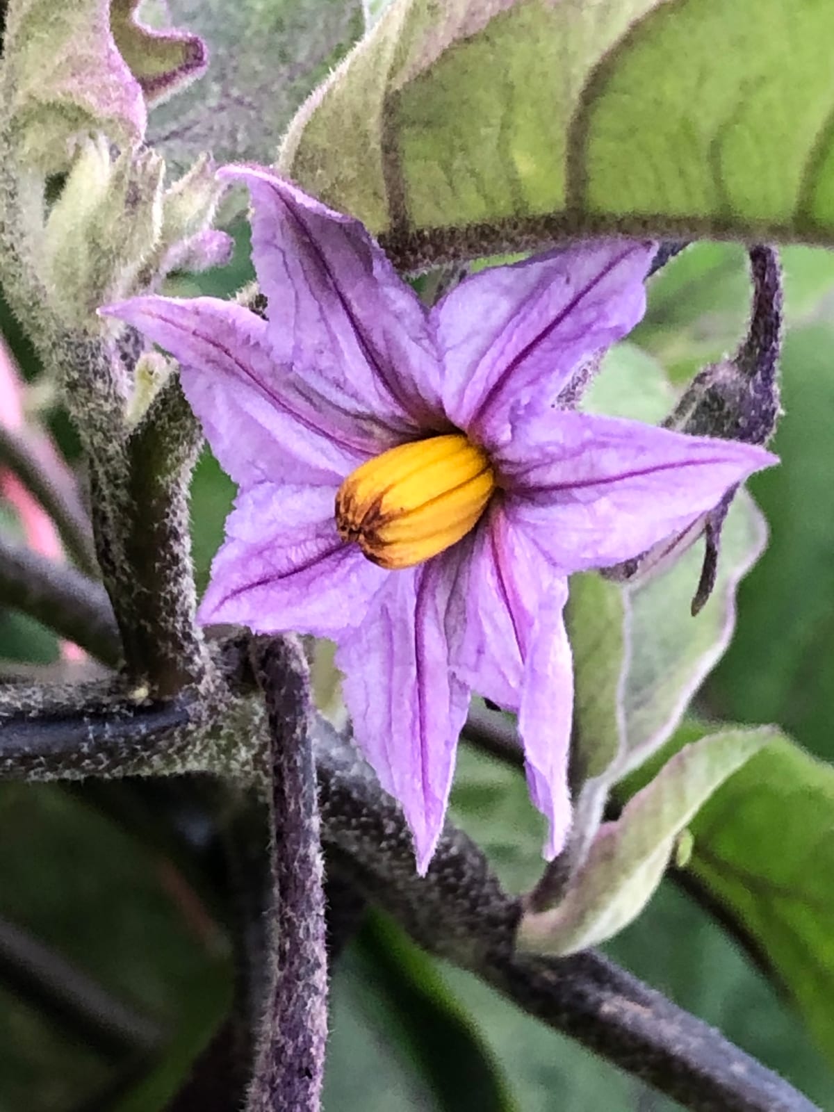 Eggplant thumbnail 3