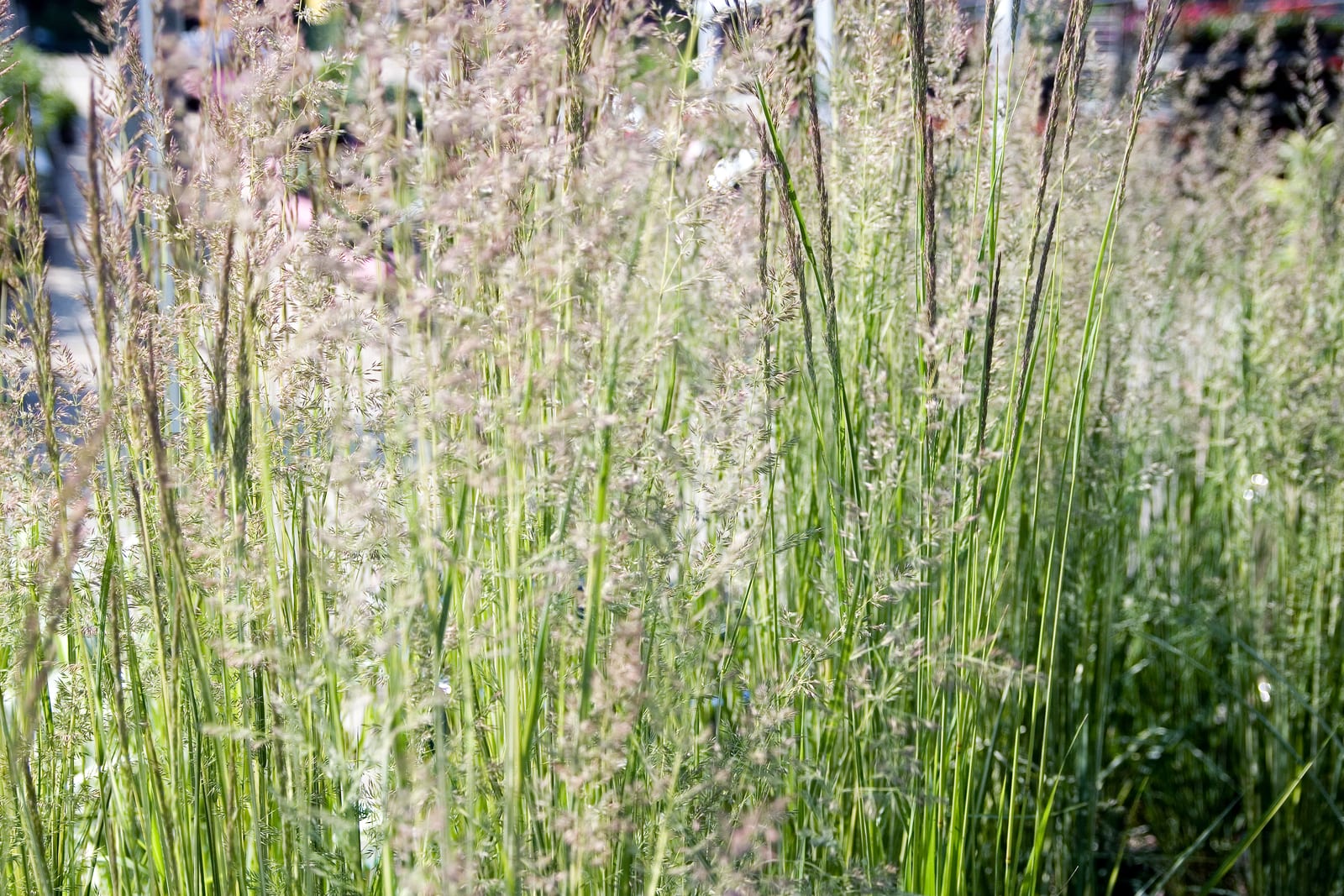 Feather Reed Grass