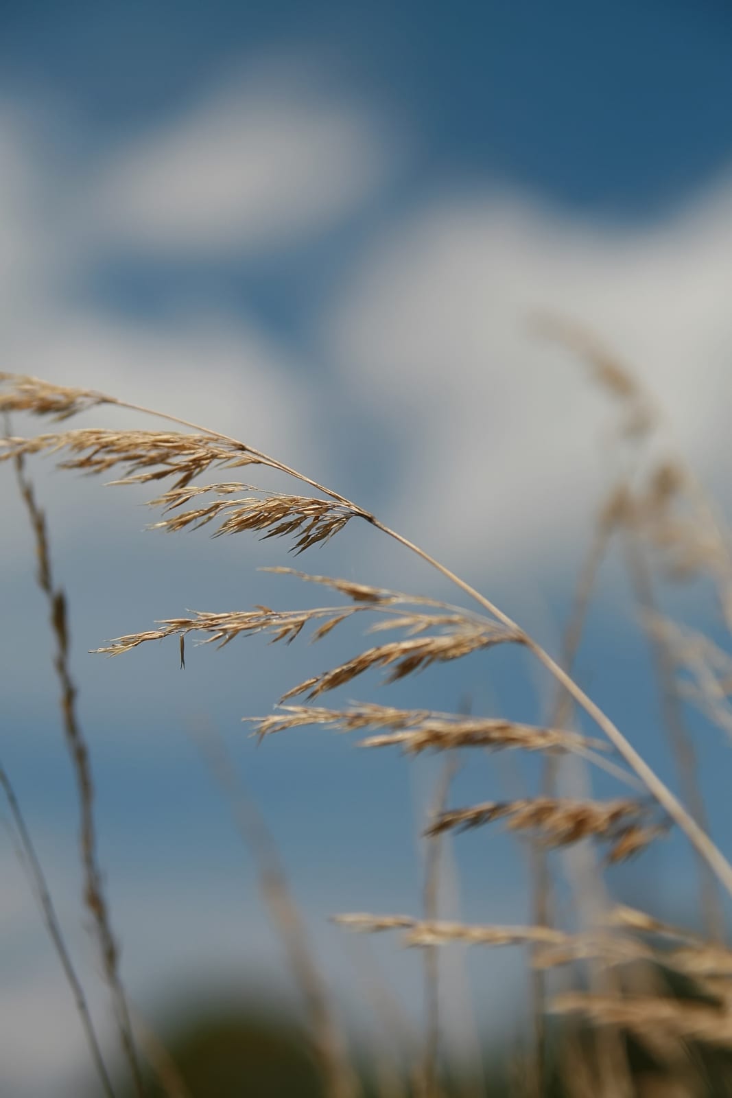 Feather Reed Grass thumbnail 2