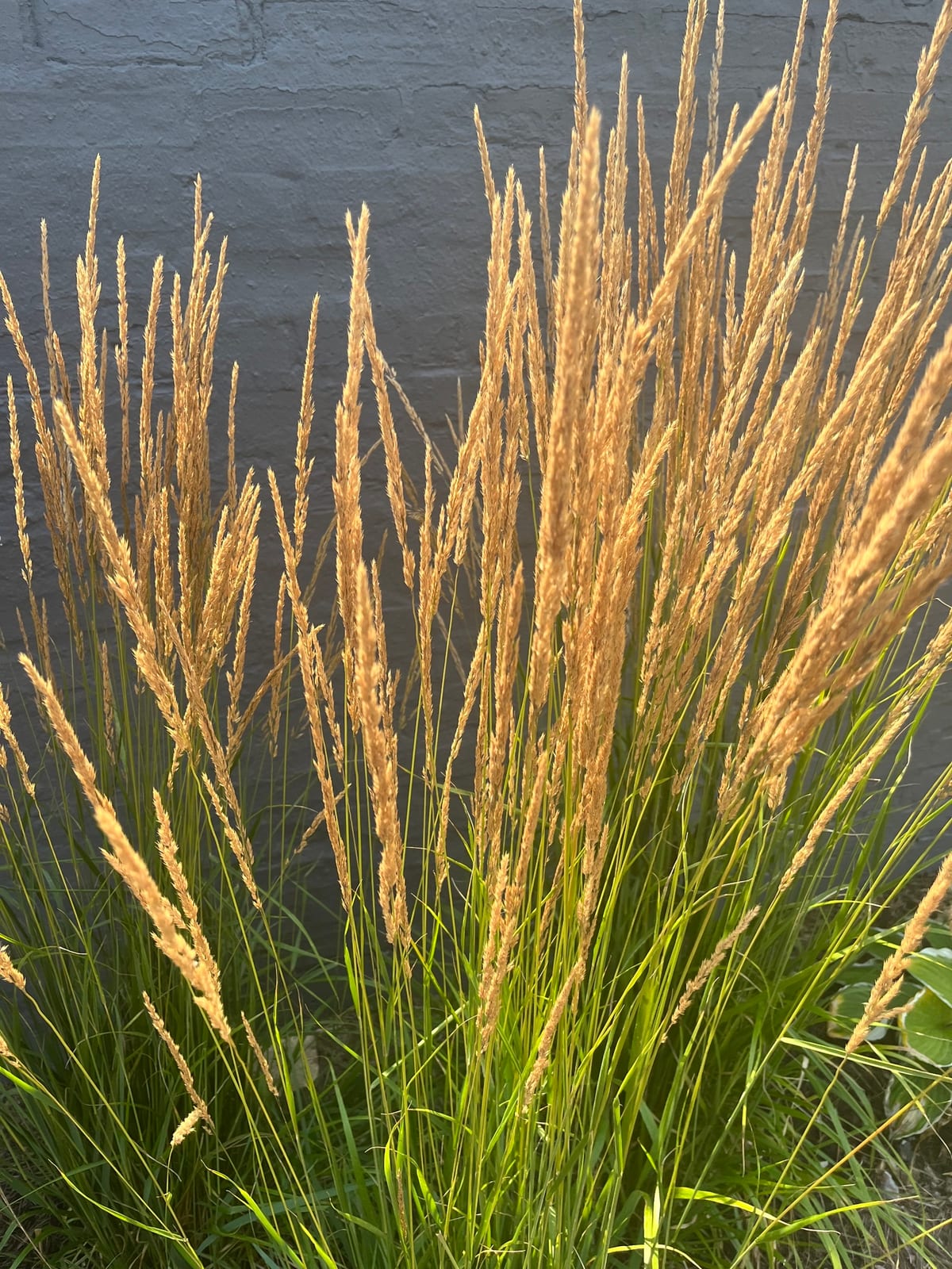 Feather Reed Grass thumbnail 3