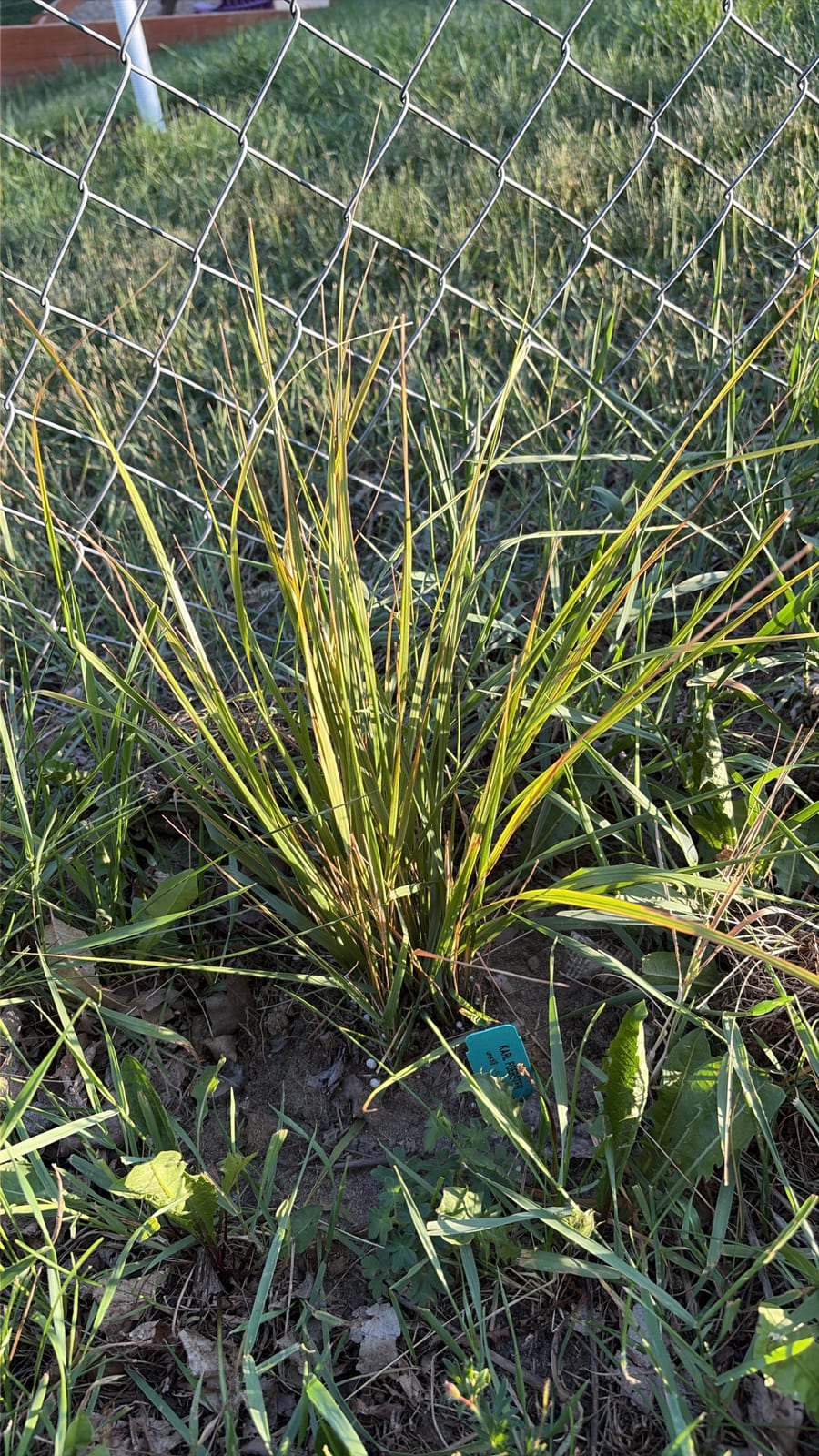 Feather Reed Grass thumbnail 4