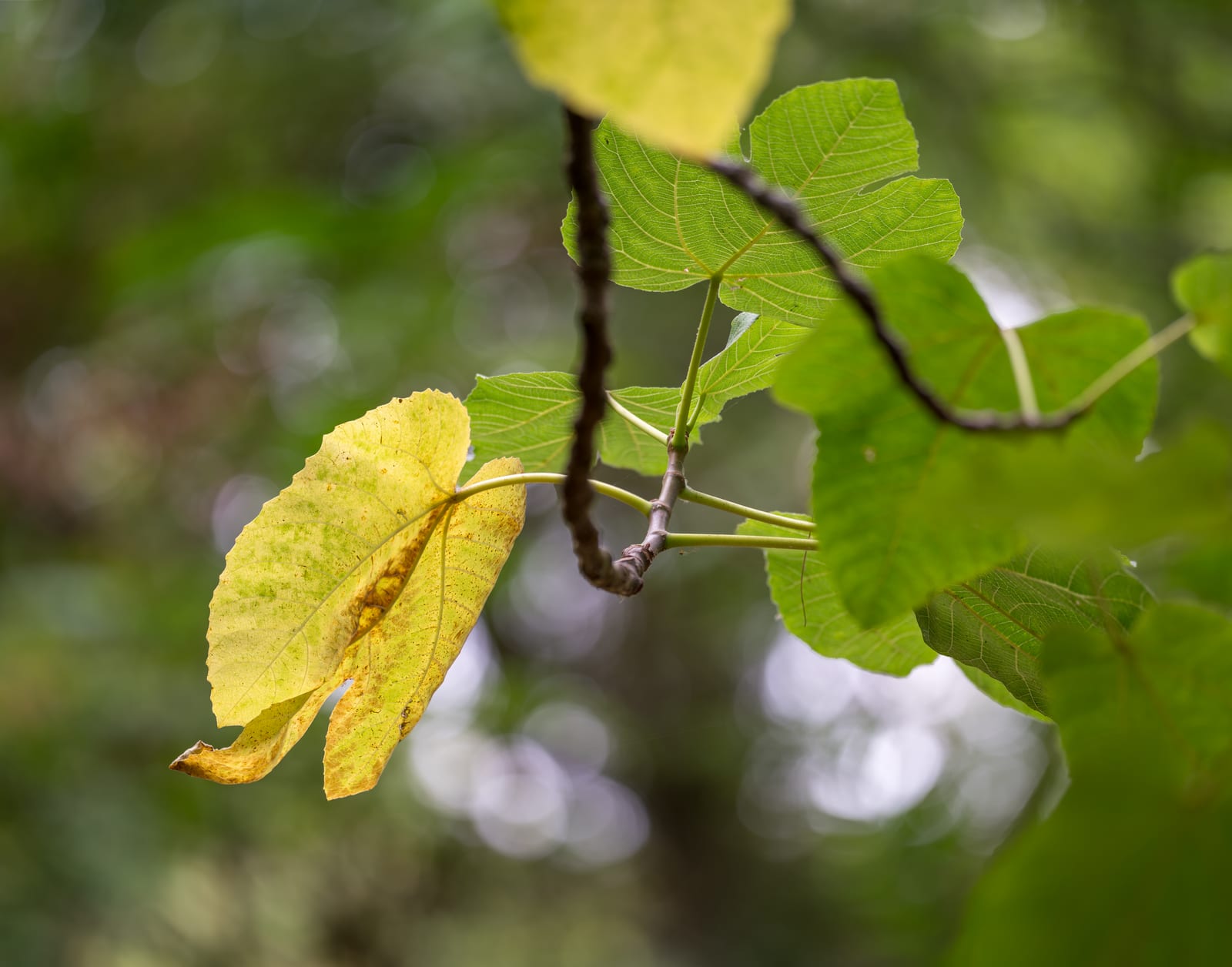 Fig Tree thumbnail 2