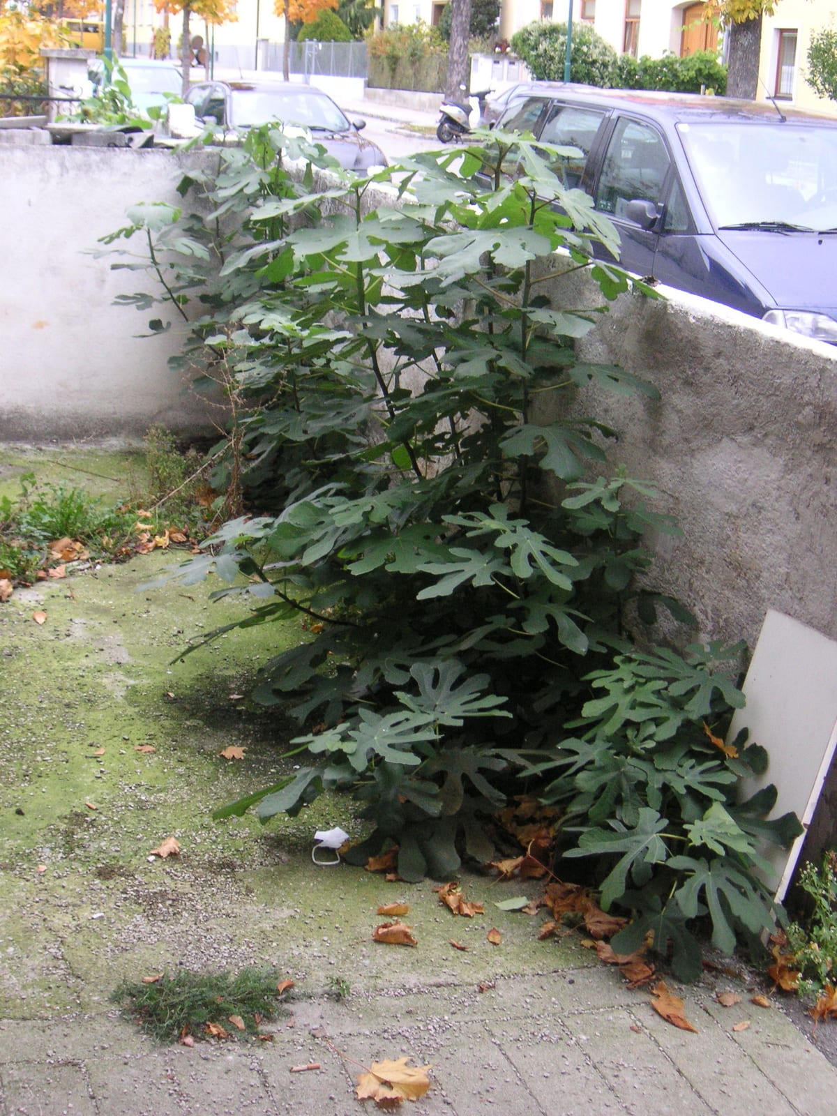 Fig Tree thumbnail 3