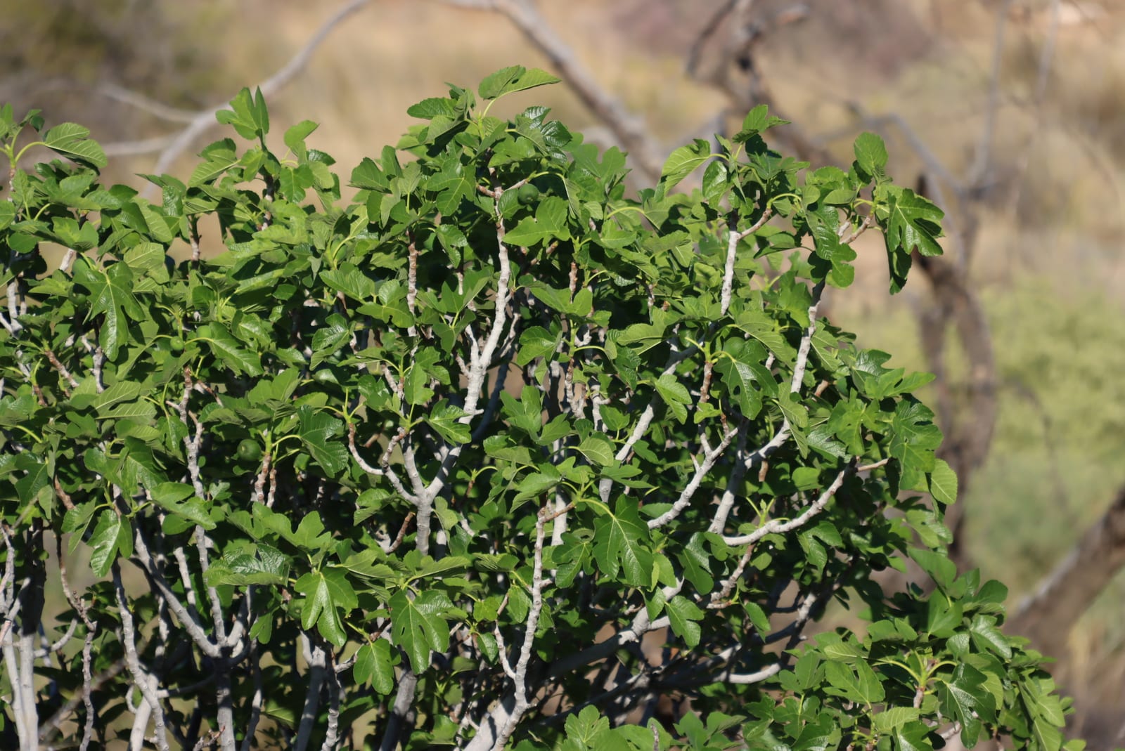 Fig Tree thumbnail 4