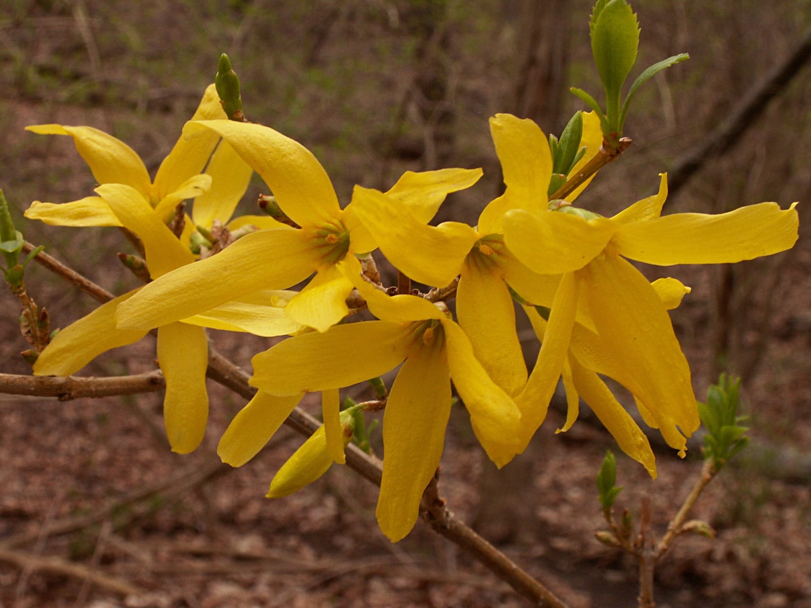 Forsythia thumbnail 3