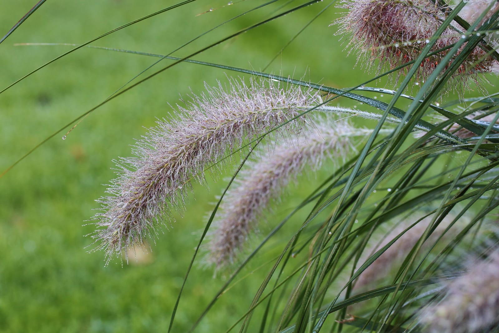 Fountain Grass thumbnail 2