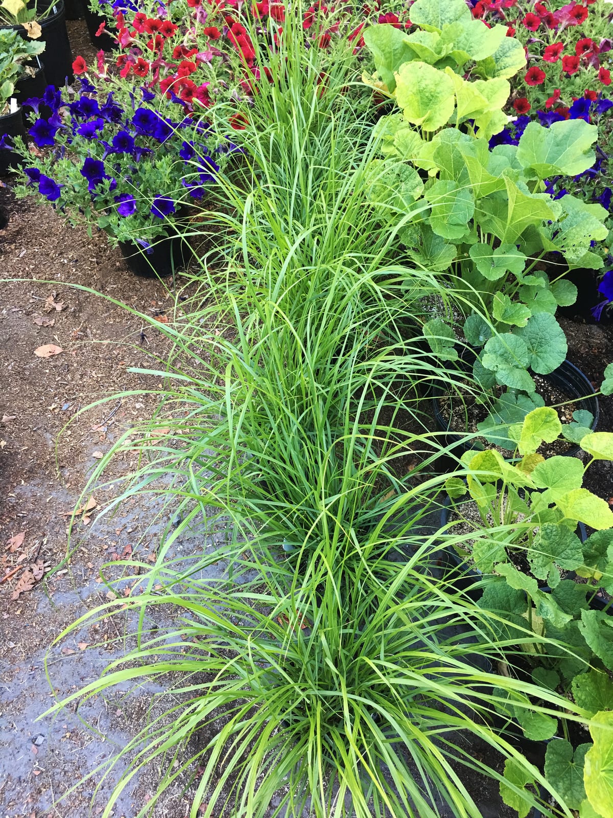 Fountain Grass thumbnail 3