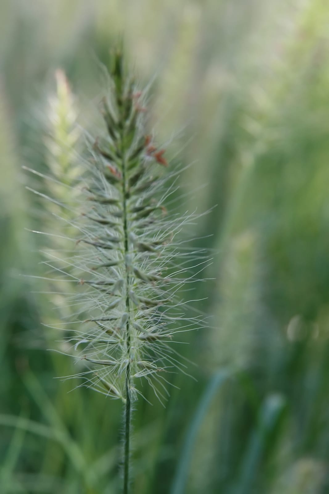 Fountain Grass thumbnail 4