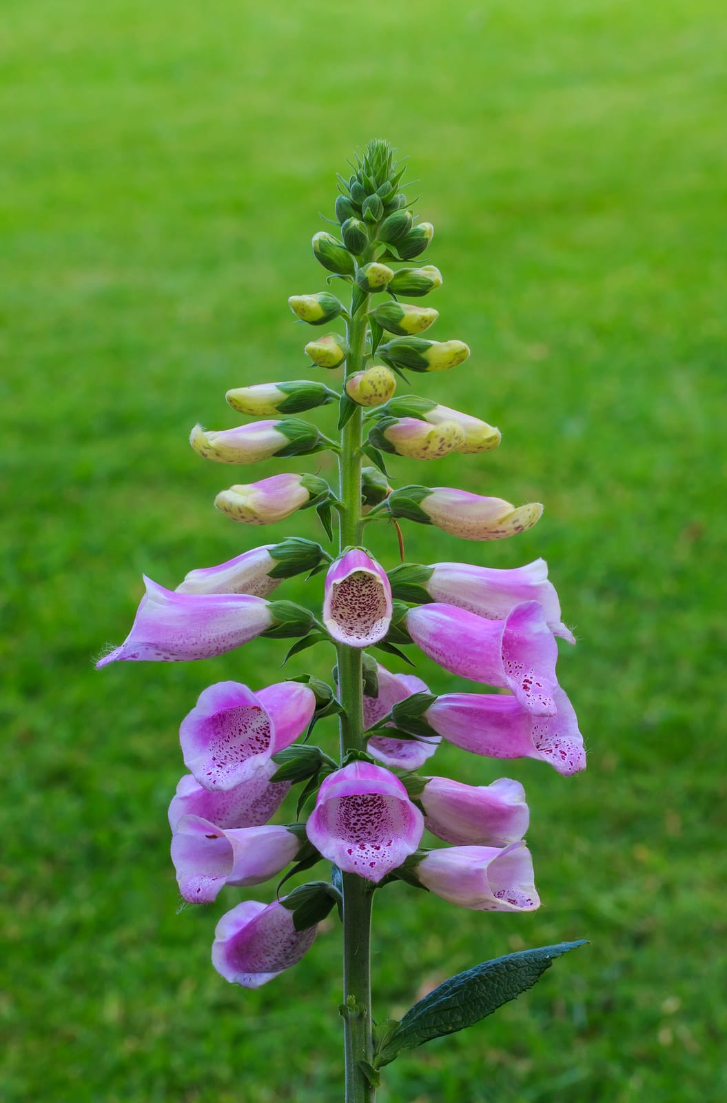 Foxglove