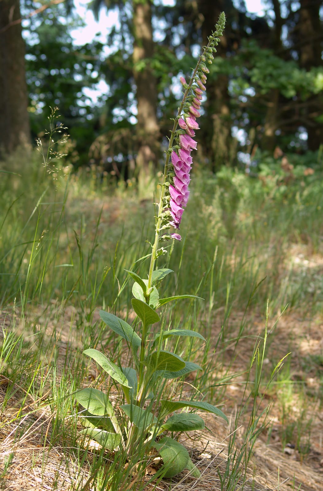 Foxglove thumbnail 4