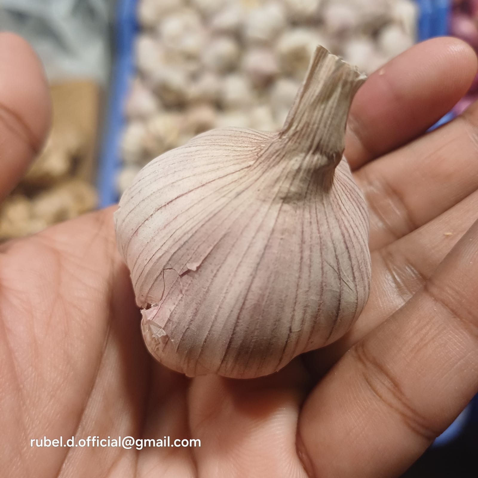Garlic thumbnail 3