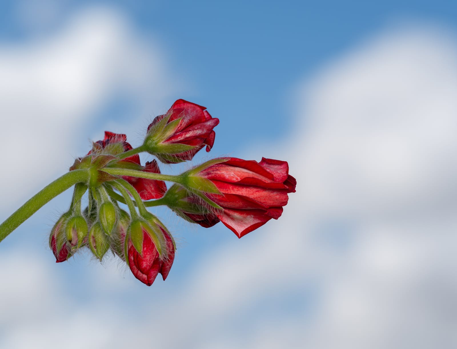 Geranium (Pelargonium) thumbnail 2