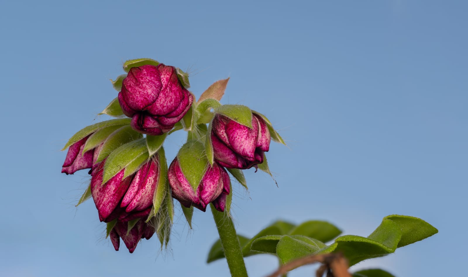 Geranium (Pelargonium) thumbnail 4