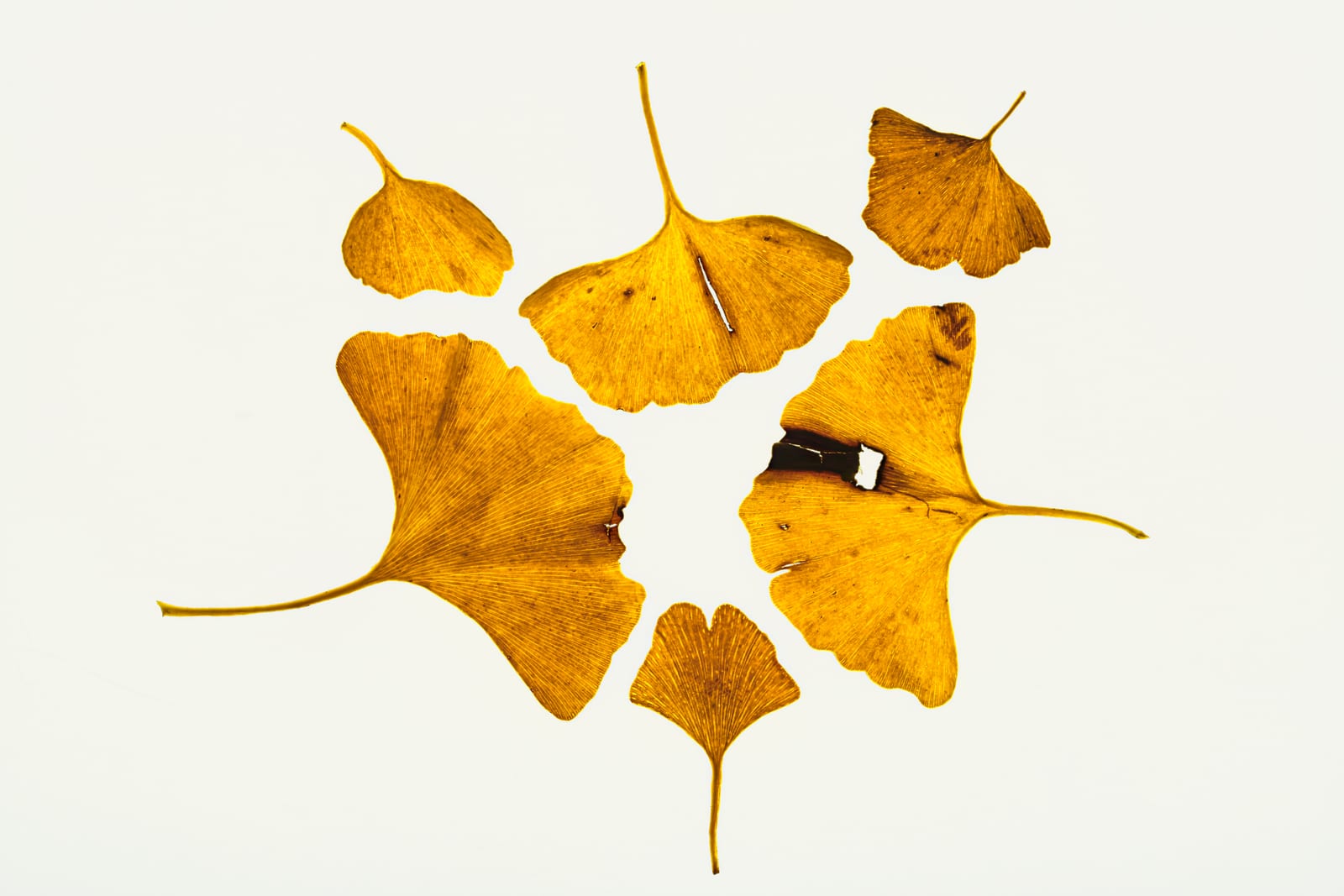 Ginkgo