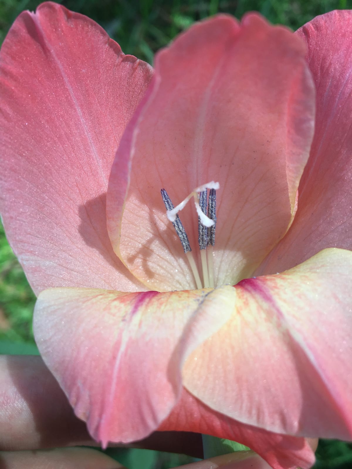 Gladiolus