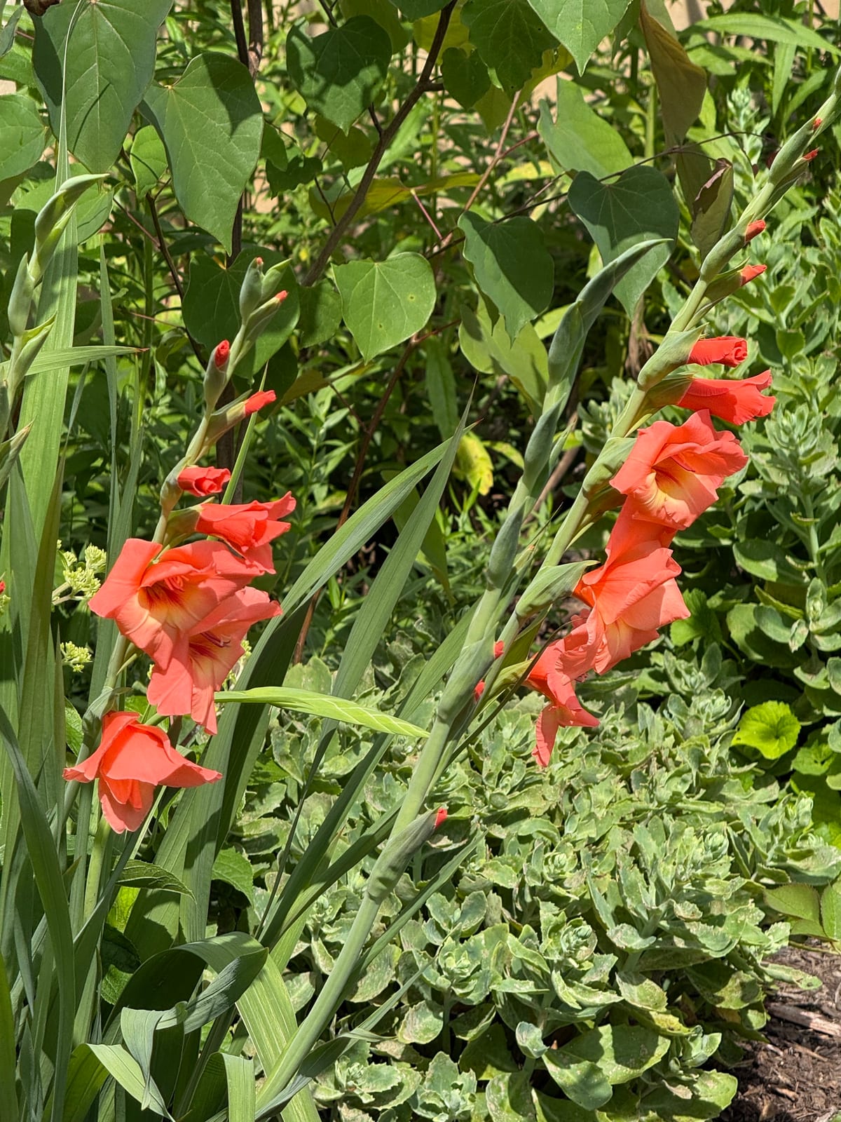 Gladiolus thumbnail 3