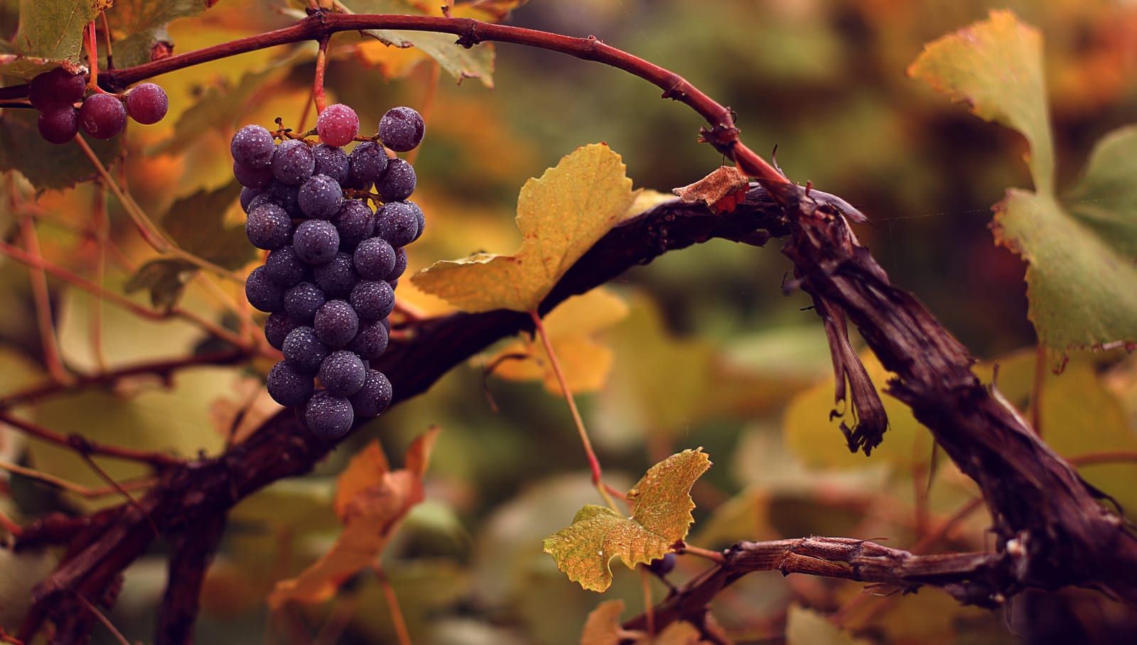 Grape thumbnail 2