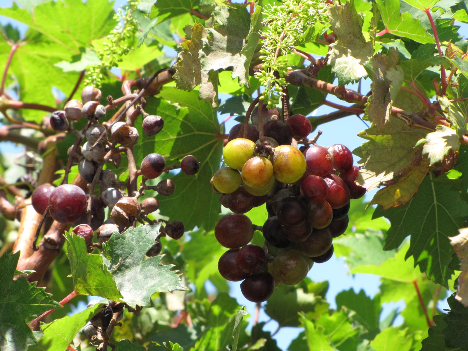 Grape thumbnail 3