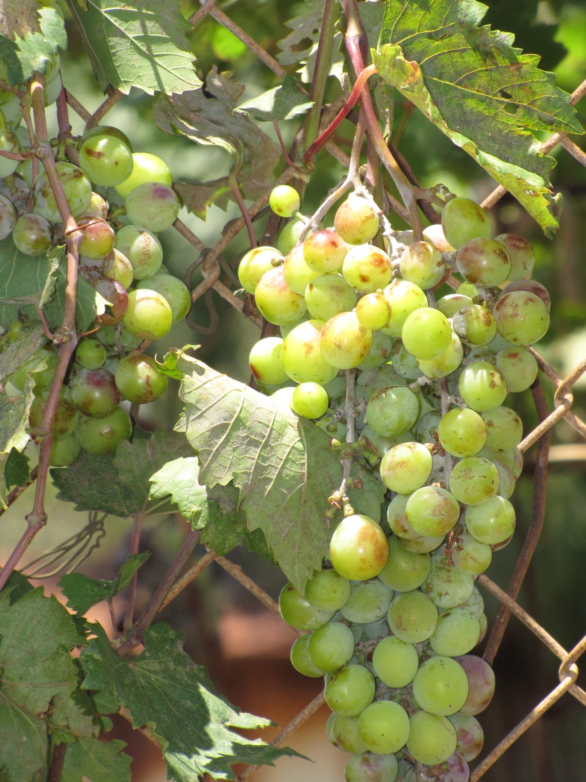 Grape thumbnail 4
