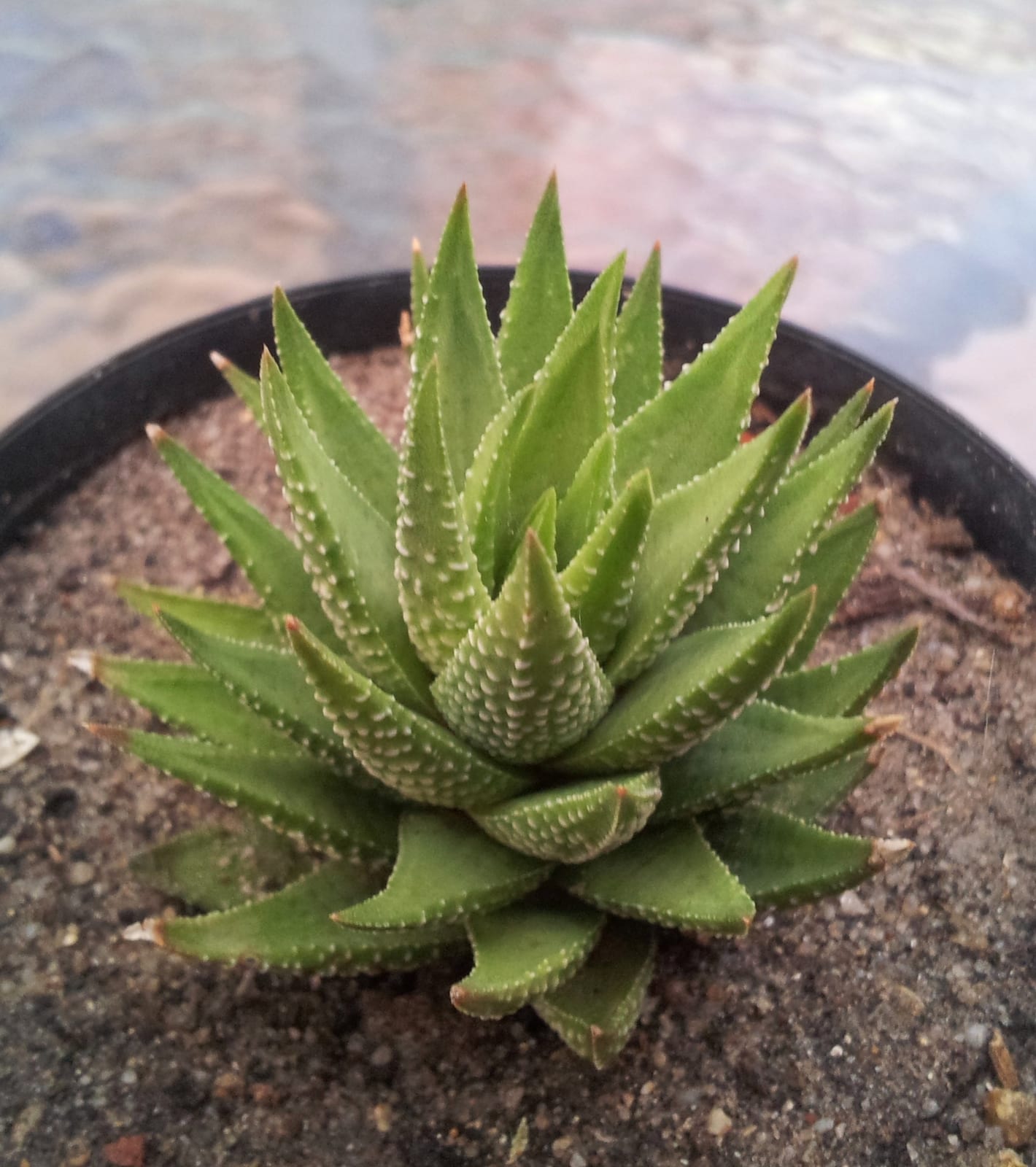 Haworthia