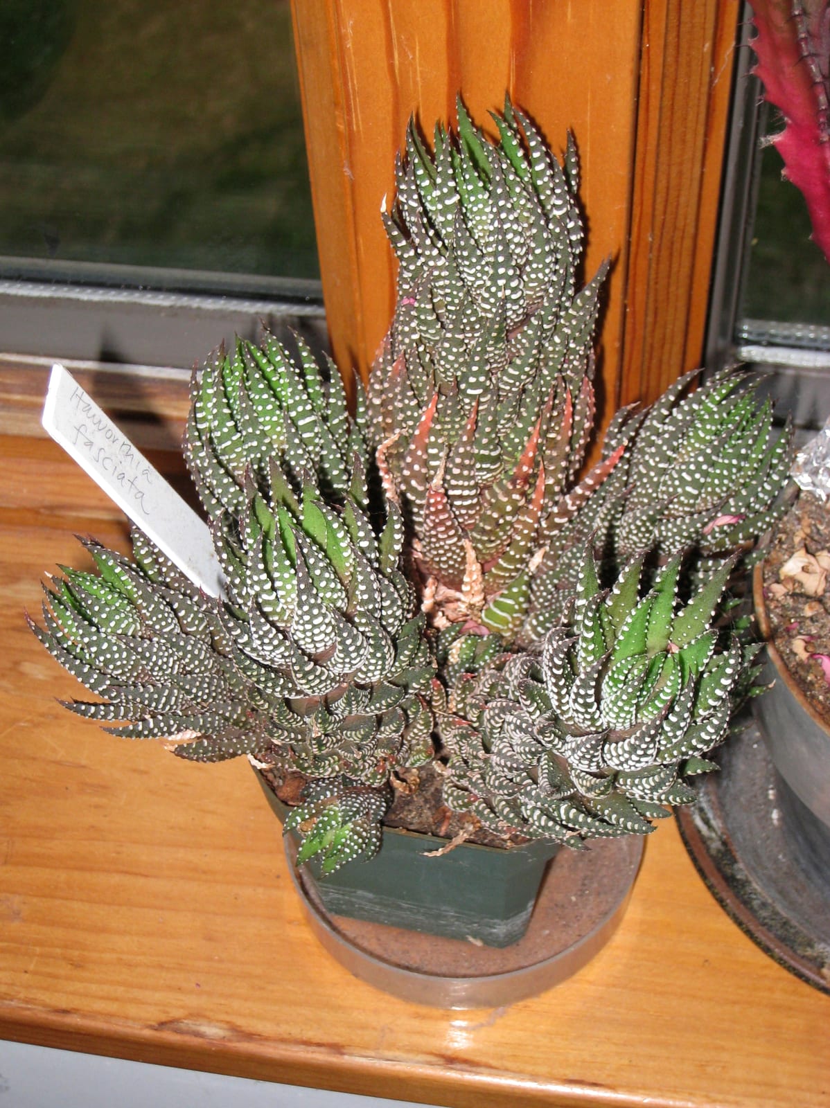 Haworthia thumbnail 2