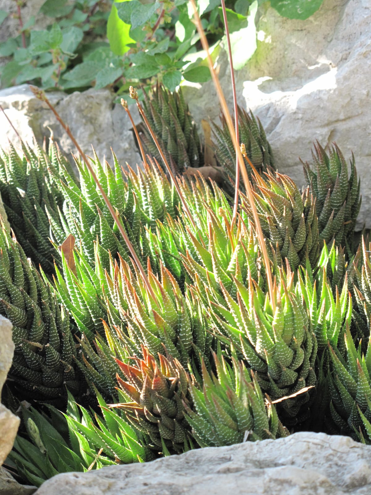 Haworthia thumbnail 3