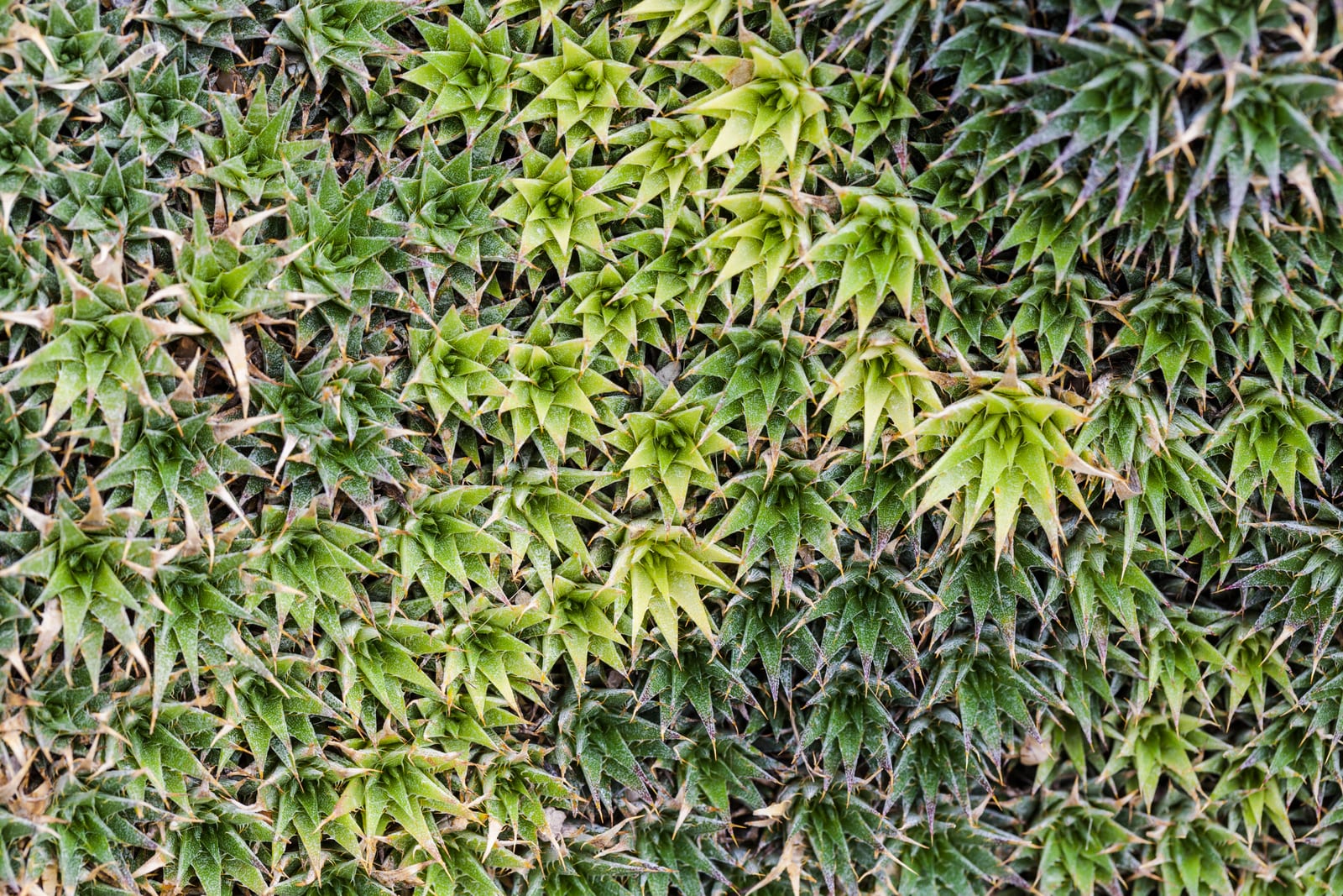 Hens and Chicks thumbnail 2