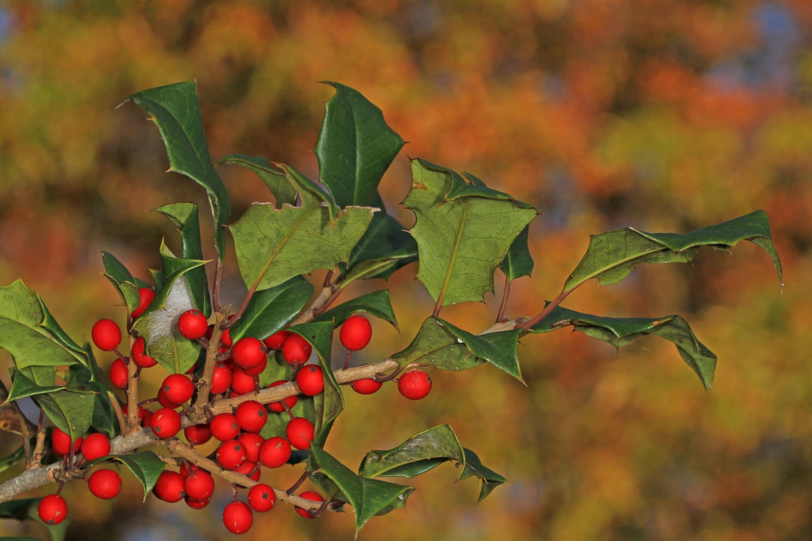 Holly