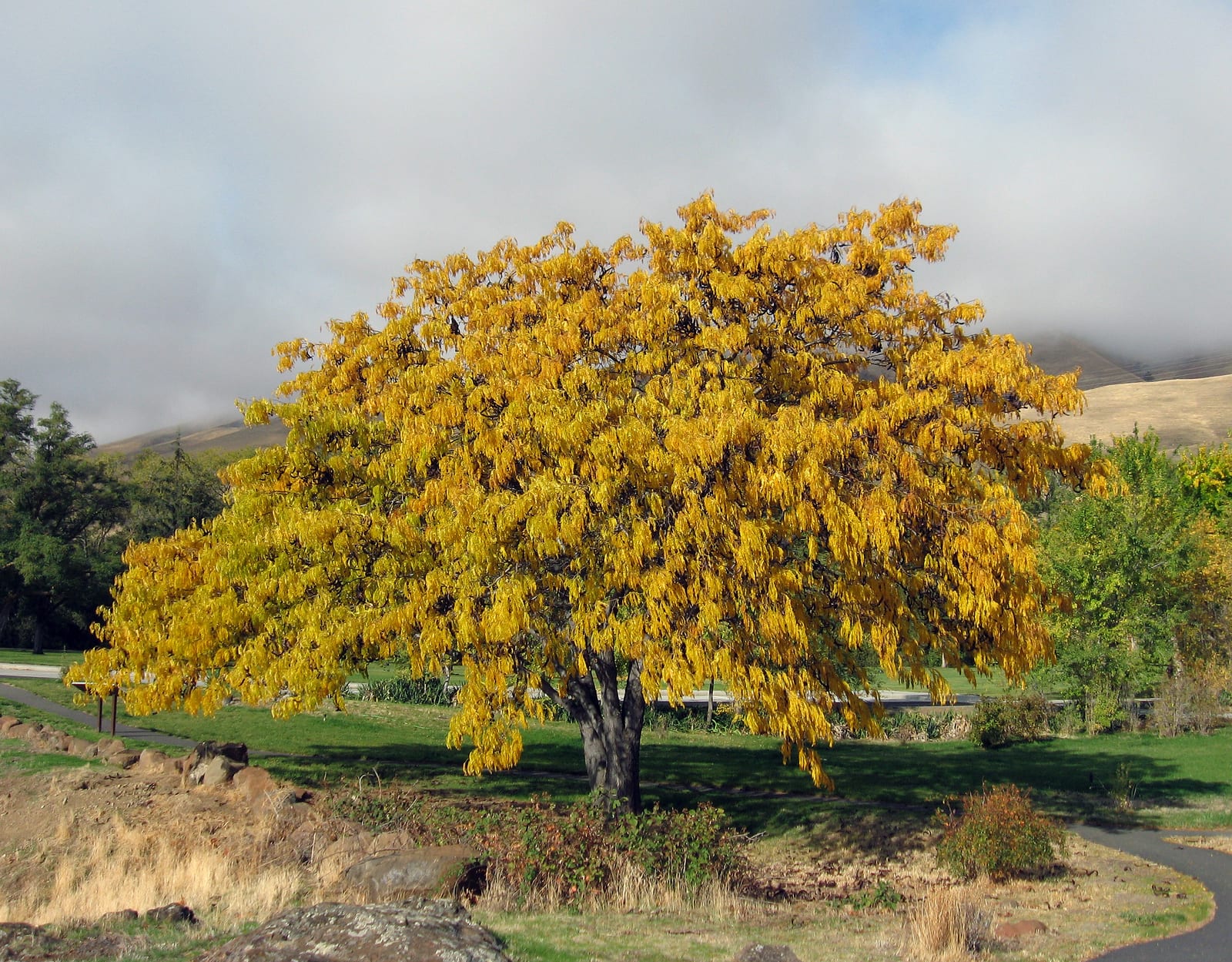 Honeylocust
