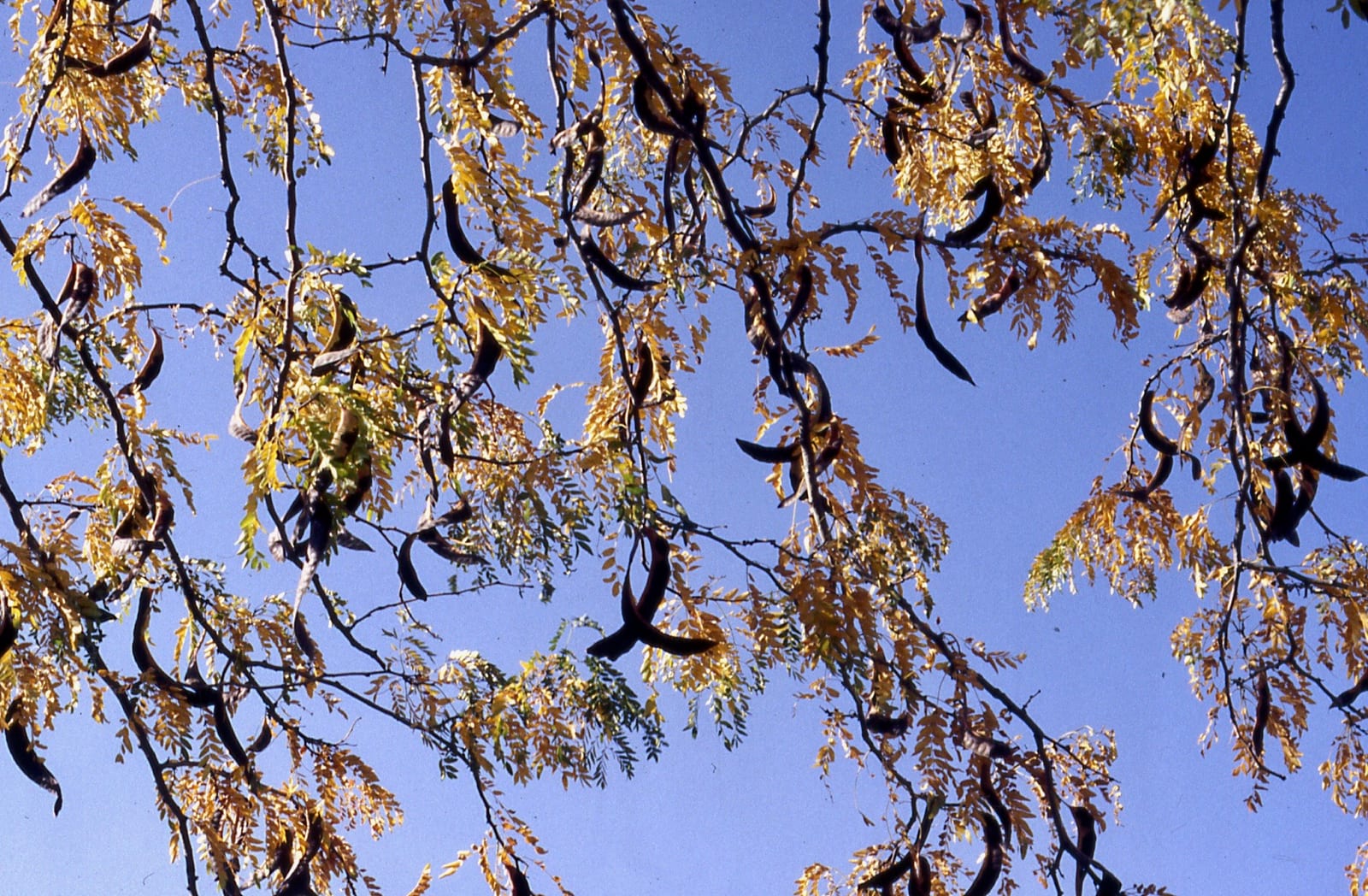 Honeylocust thumbnail 3