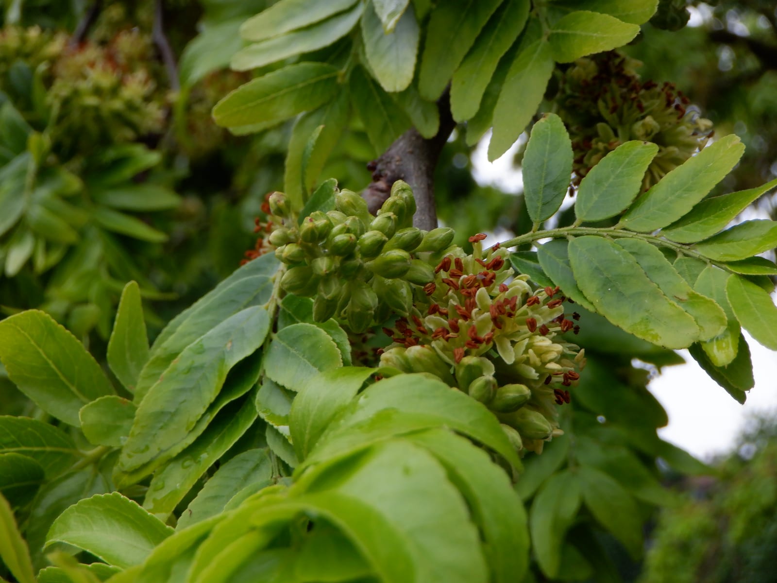 Honeylocust thumbnail 4