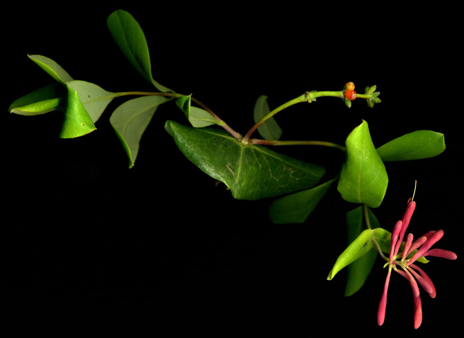 Honeysuckle